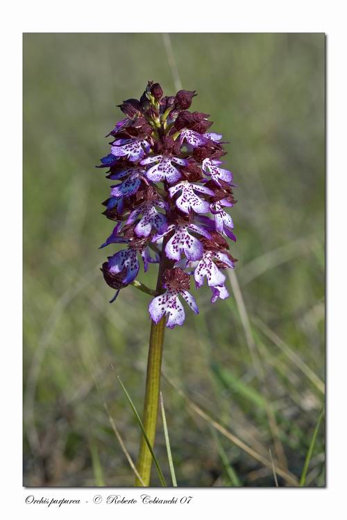 Orchis morio - Orchis purpurea - Orchis simia